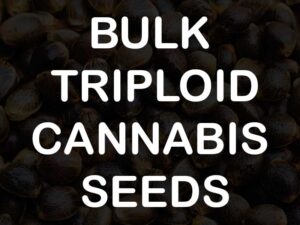 Bulk Triploid Cannabis Seeds: The Seedless Future of High-Yield Commercial Growing