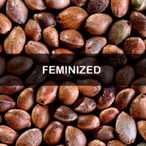 Bulk Feminized Seeds
