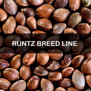 Runtz Breed Line