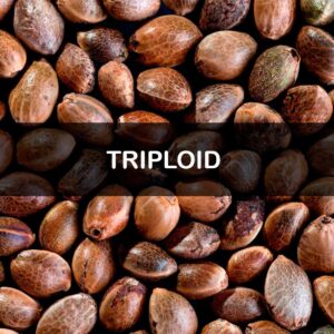 Bulk Triploid Seeds