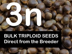 Bulk Triploid Seeds: Buy Triploid Feminized Seeds direct from the Breeder