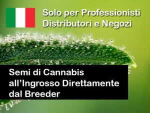 Fornitura Diretta di Semi di Cannabis all’Ingrosso