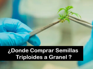 Dónde Comprar Semillas Triploides en España: La Nueva Revolución del Mercado B2B