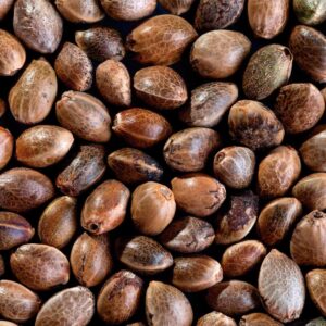 Premium OG Kush Triploid Seeds B2B Bulk Seeds Distributor